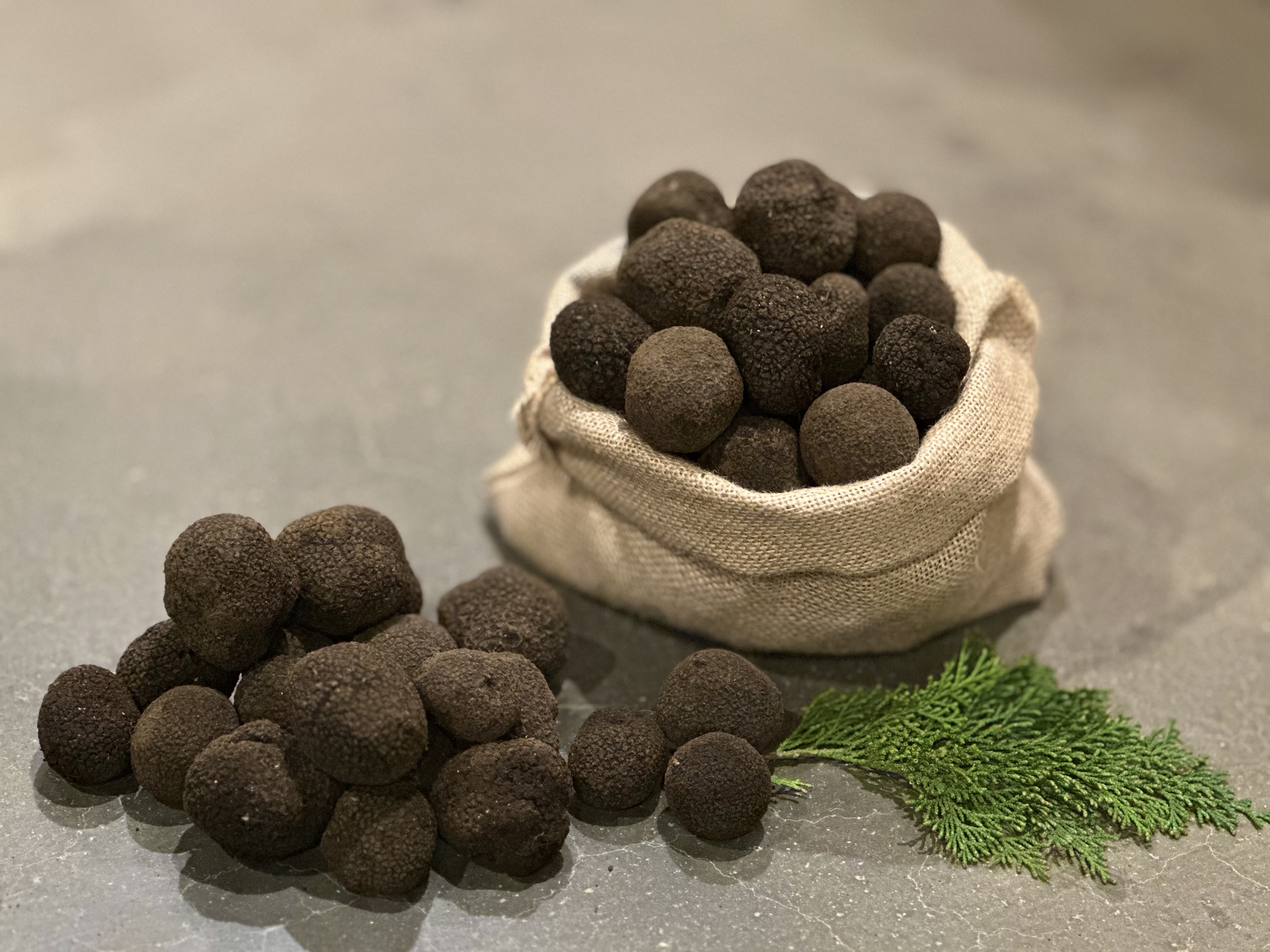 国産トリュフ① 今シーズン最後 国産トリュフ 2024年1月の販売に関しまして - 中野松露―国産トリュフ販売―